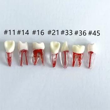 10PCS שיניים שורש השן דגם עם צבעוניות שורש והעיסה מודל על התלמיד ללמוד בפועל רופא שיניים כלים