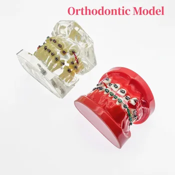 שיניים המודל ליישור שיניים מחקר מודל עם תליוני שרשרת קשרים קשת חוט דנטלי חומר